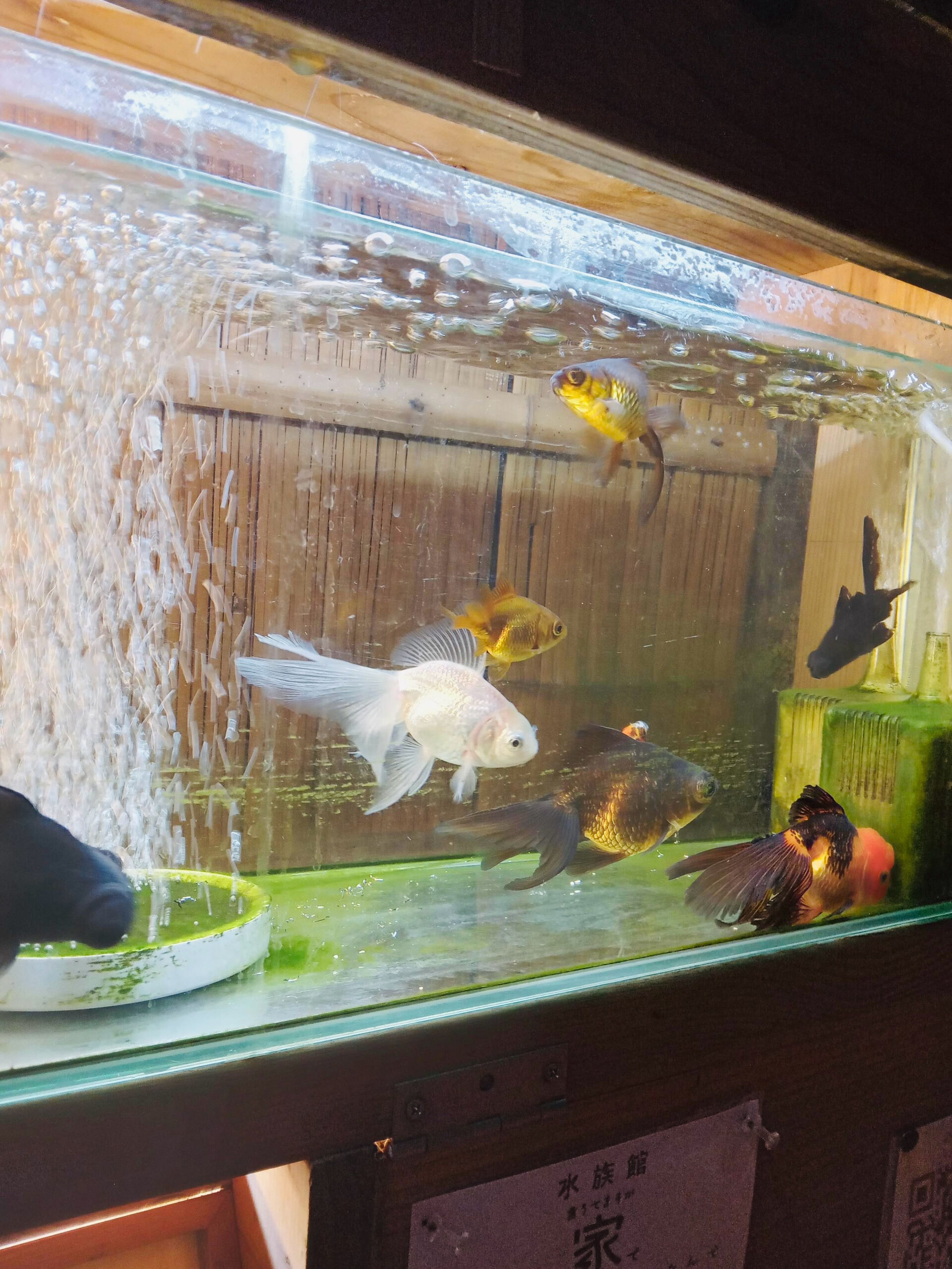 先斗町京四季庵店の近くにある「路地水族館」です釣りをしている